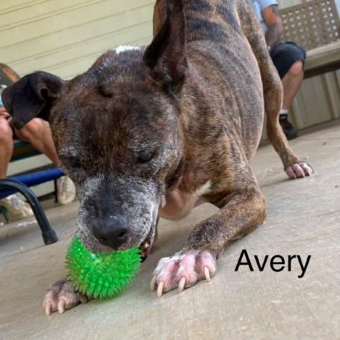 Enlarge Avery(BAS), a Adoptable mixed breed in Lenoir, NC image 2/6