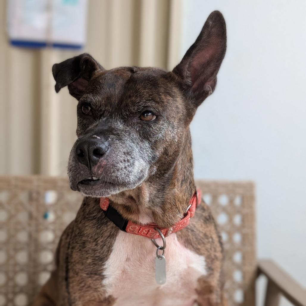 Enlarge Avery(BAS), a Adoptable mixed breed in Lenoir, NC image 3/6