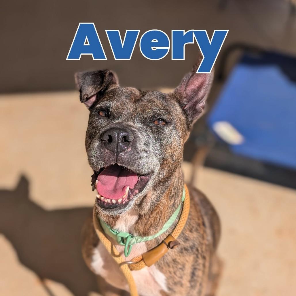 Enlarge Avery(BAS), a Adoptable mixed breed in Lenoir, NC image 5/6
