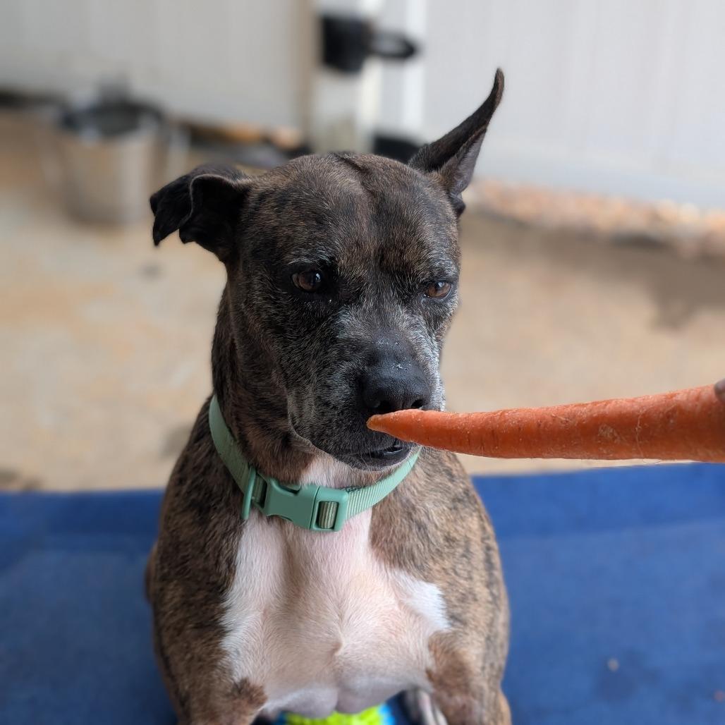 Enlarge Avery(BAS), a Adoptable mixed breed in Lenoir, NC image 6/6