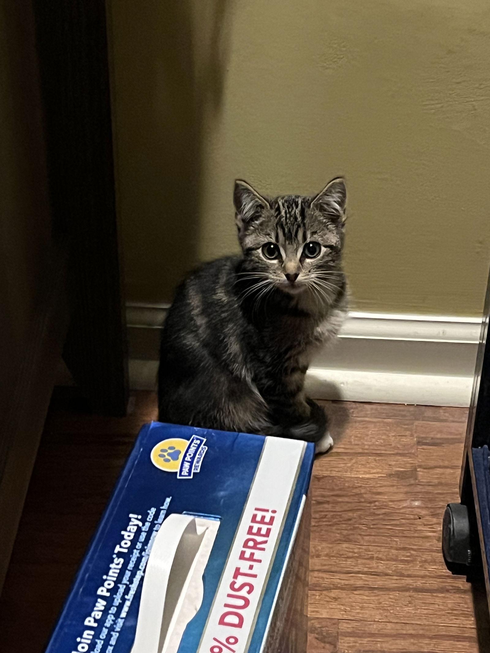 Lucy K.(Returned), Adopted, Young Female Domestic Short Hair.