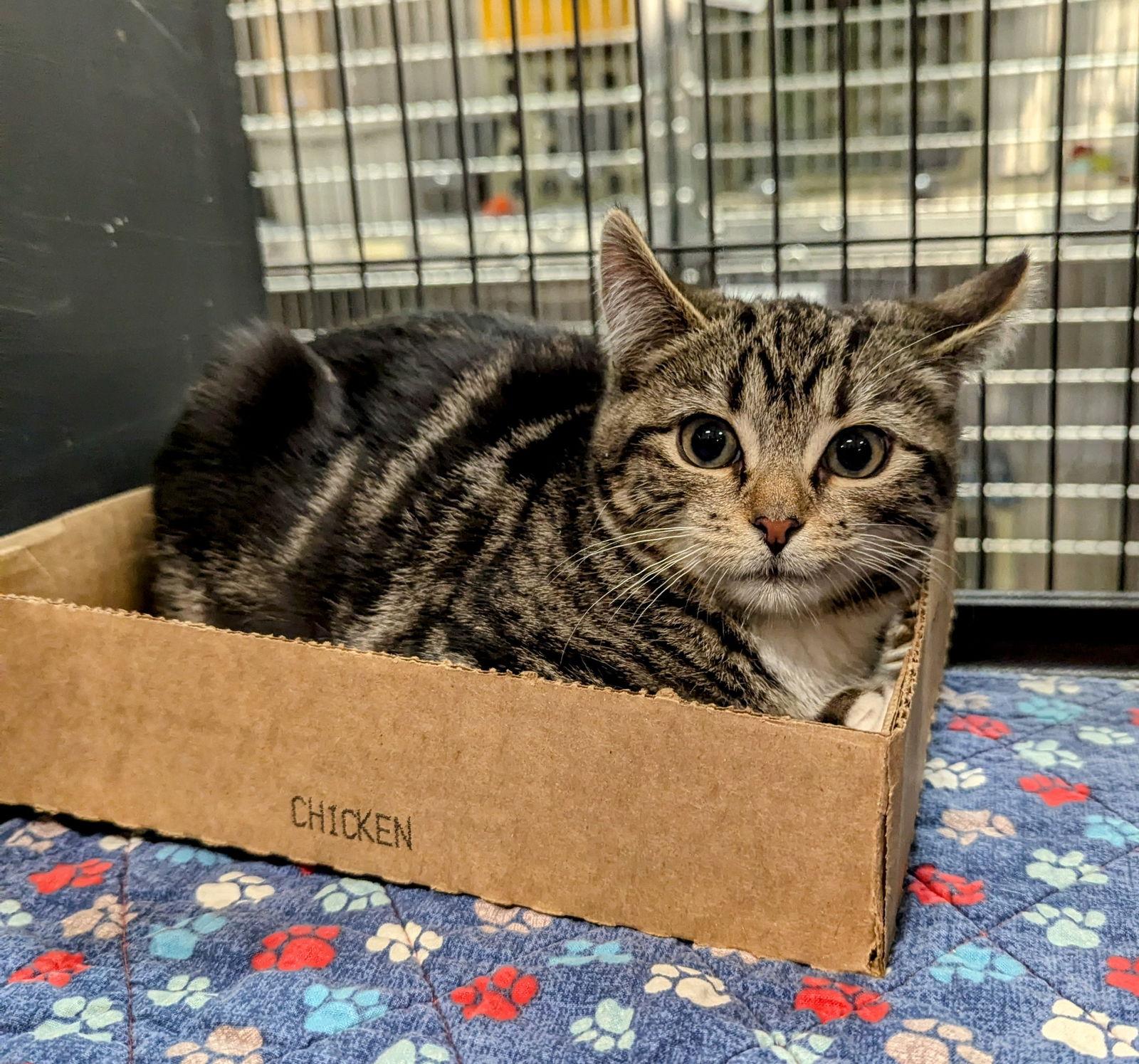 Enlarge Lucy K.(Returned), a Adopted Domestic Short Hair in Trenton, NJ image 2/2