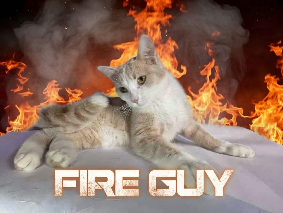 Enlarge FIRE GUY, a ADOPTABLE Domestic Short Hair in Tillsonburg, ON image 2/2