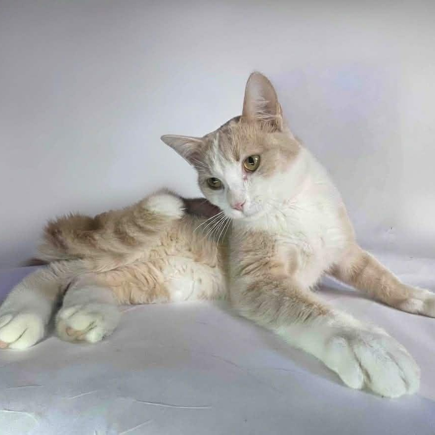 Enlarge FIRE GUY, a ADOPTABLE Domestic Short Hair in Tillsonburg, ON image 1/2