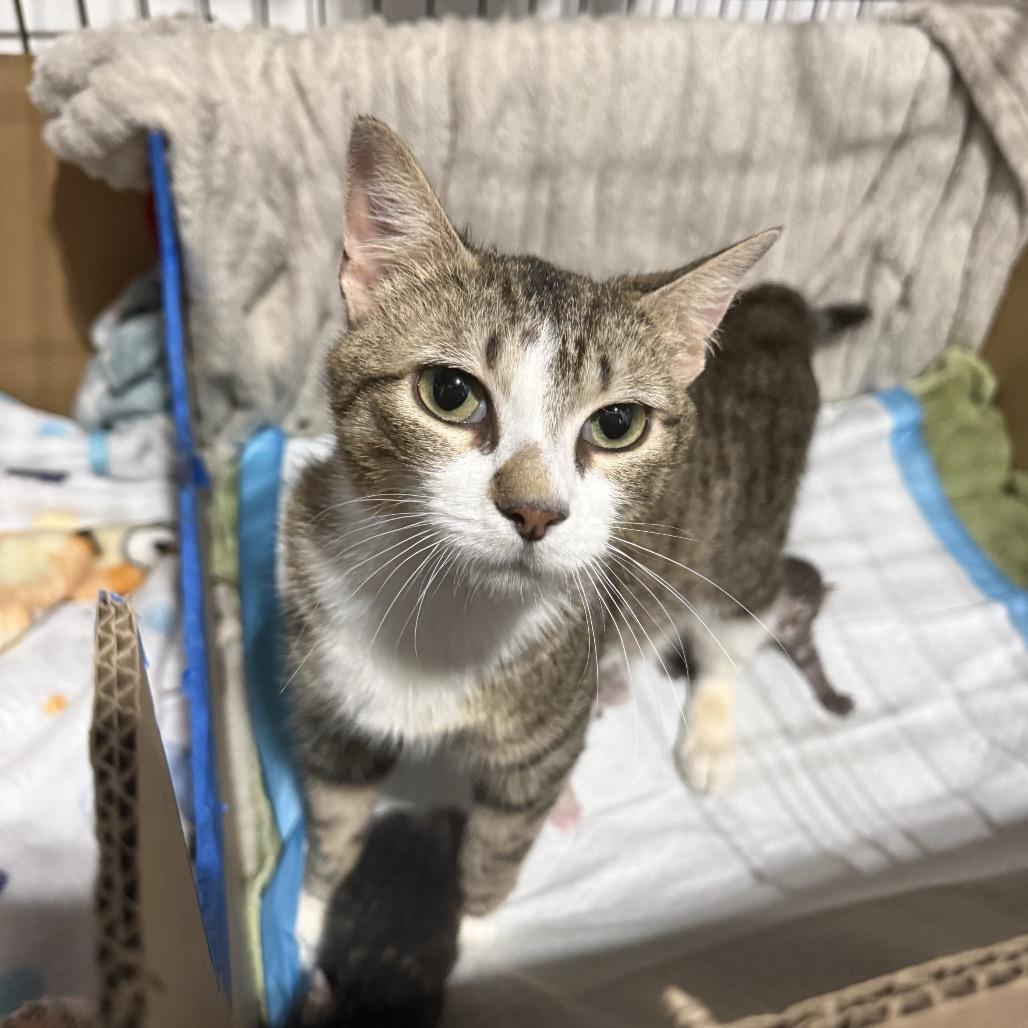 Rosalina, Adoptable, Young Female Domestic Short Hair.