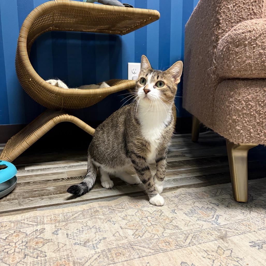 Rosalina, a Adoptable Domestic Short Hair in Normal, IL image 2/6