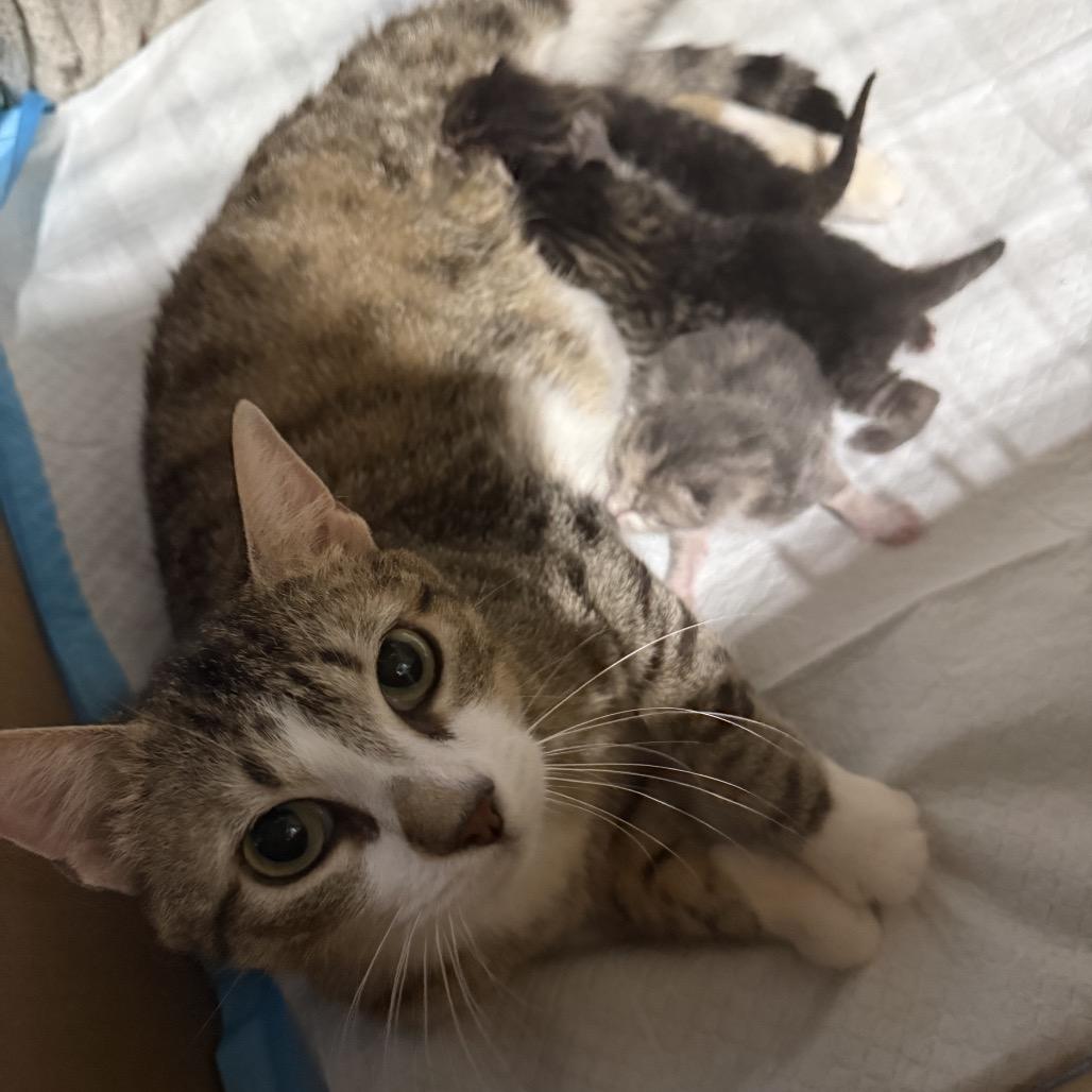 Rosalina, a Adoptable Domestic Short Hair in Normal, IL image 3/6