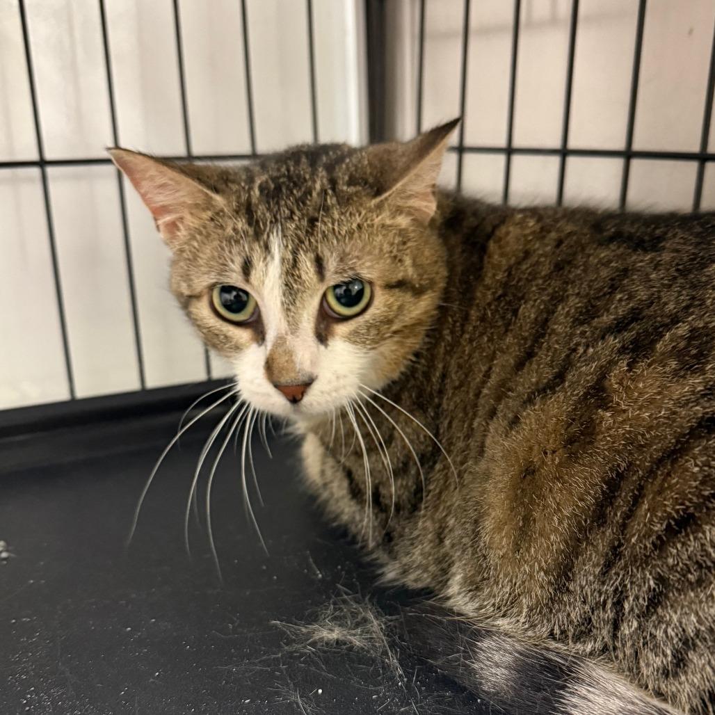 Rosalina, a Adoptable Domestic Short Hair in Normal, IL image 4/6