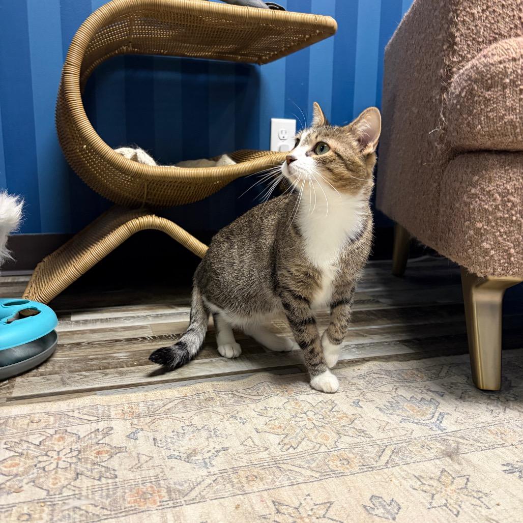 Rosalina, a Adoptable Domestic Short Hair in Normal, IL image 5/6