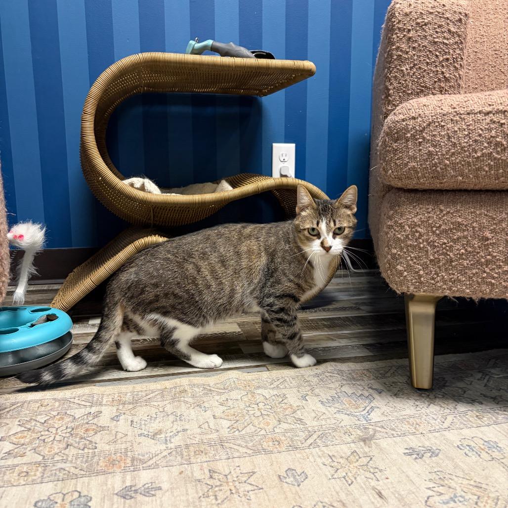 Rosalina, a Adoptable Domestic Short Hair in Normal, IL image 6/6