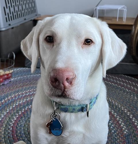 Buddy #98, adopted, Young Male Yellow Labrador Retriever.