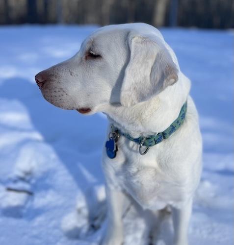 Enlarge Buddy #98, an adopted Yellow Labrador Retriever in Killingworth, CT image 4/5