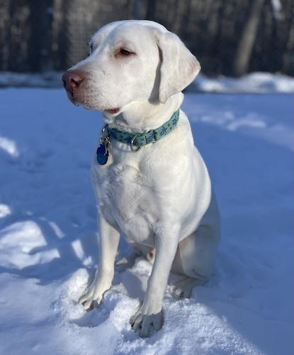 Enlarge Buddy #98, an adopted Yellow Labrador Retriever in Killingworth, CT image 3/5