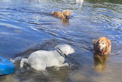 Enlarge Buddy #98, an adopted Yellow Labrador Retriever in Killingworth, CT image 5/5