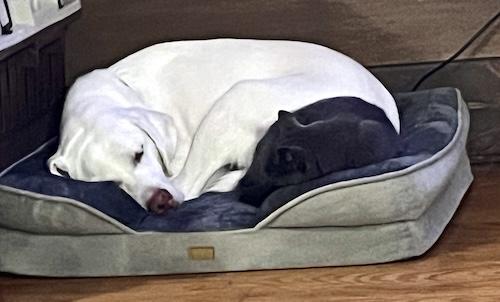 Enlarge Buddy #98, an adopted Yellow Labrador Retriever in Killingworth, CT image 2/5