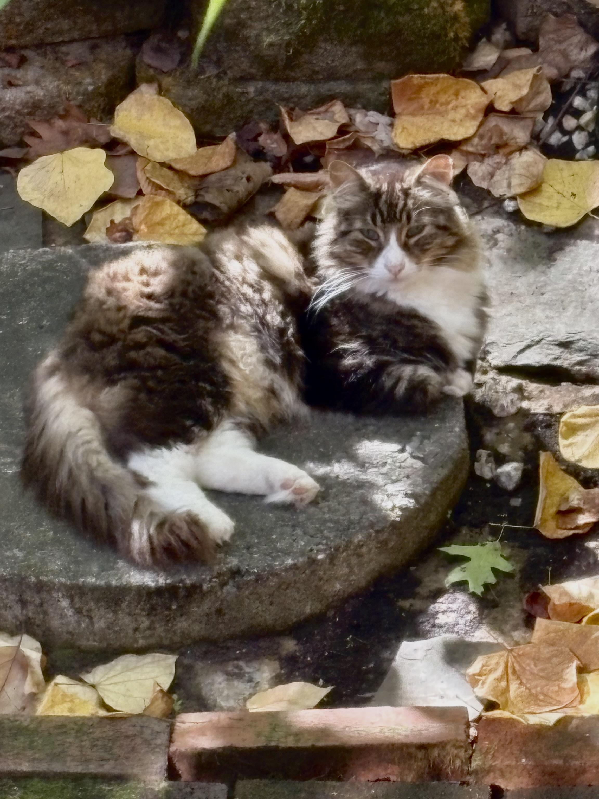 River, Adoptable, Young Female Domestic Long Hair.