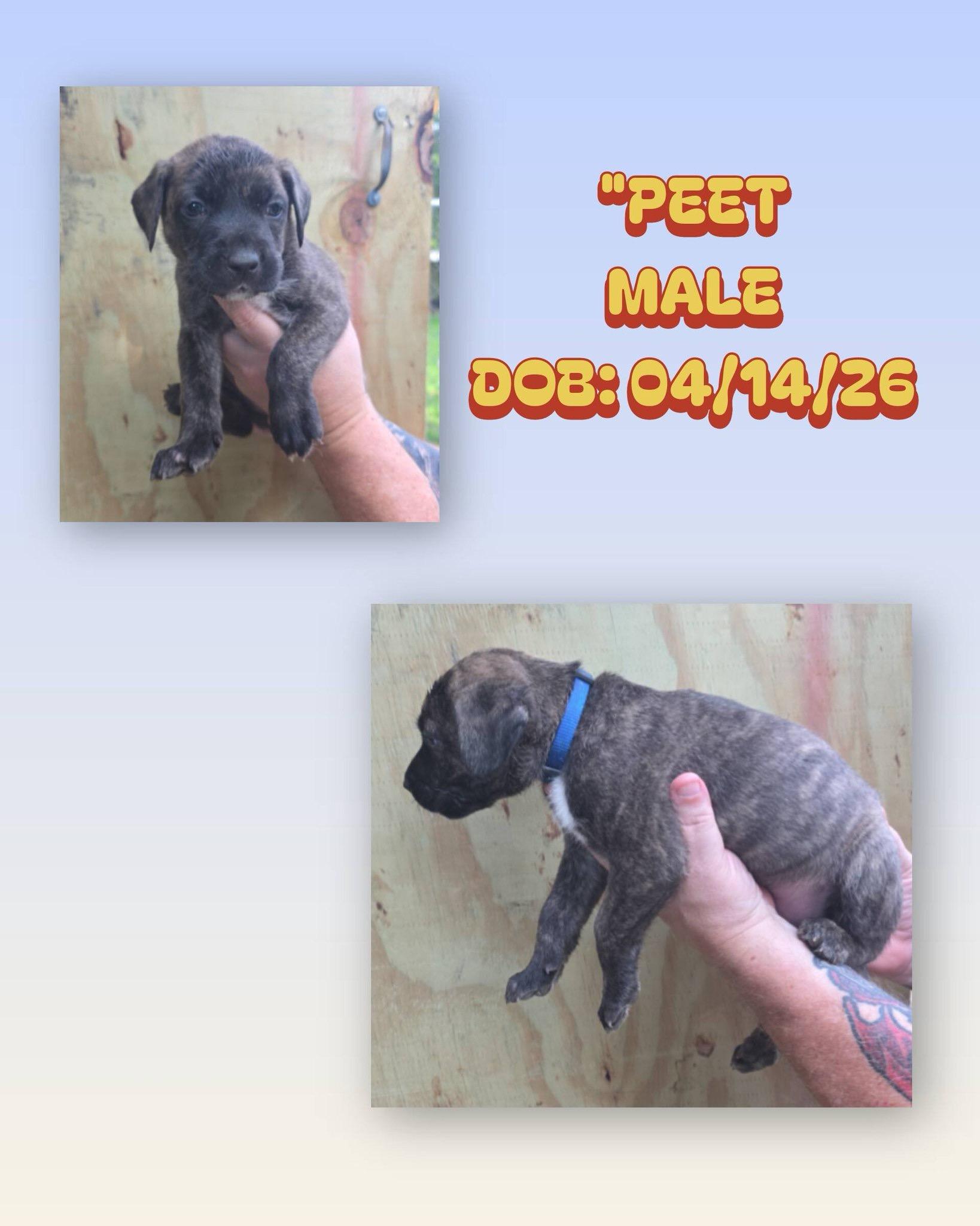 Peet, a ADOPTABLE mixed breed in Baker, LA image 1/2