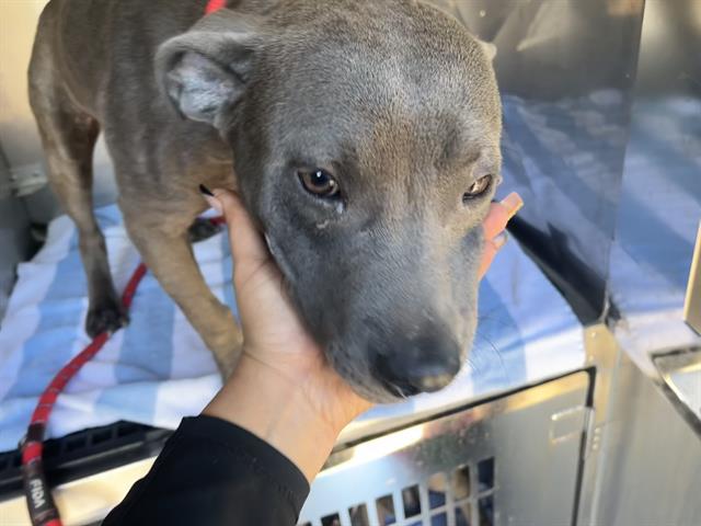 JOVANI, Adoptable, Young Male American Staffordshire Terrier.