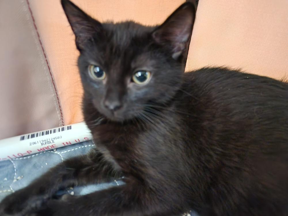 Enlarge Merry, a Adoptable Domestic Short Hair in Virginia Beach, VA image 2/2