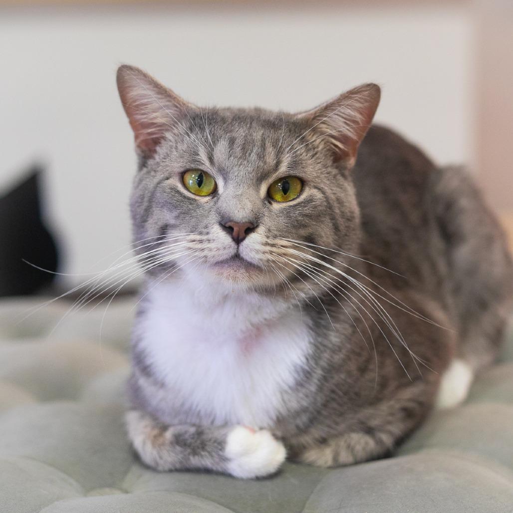 Enlarge Capone, a Adoptable Domestic Short Hair in Ponte Vedra, FL image 1/3