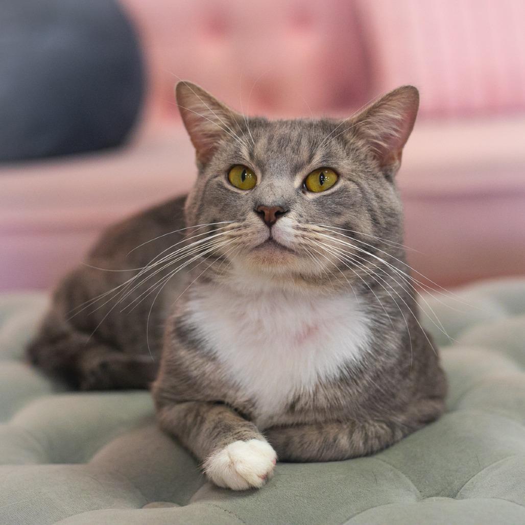 Enlarge Capone, a Adoptable Domestic Short Hair in Ponte Vedra, FL image 2/3