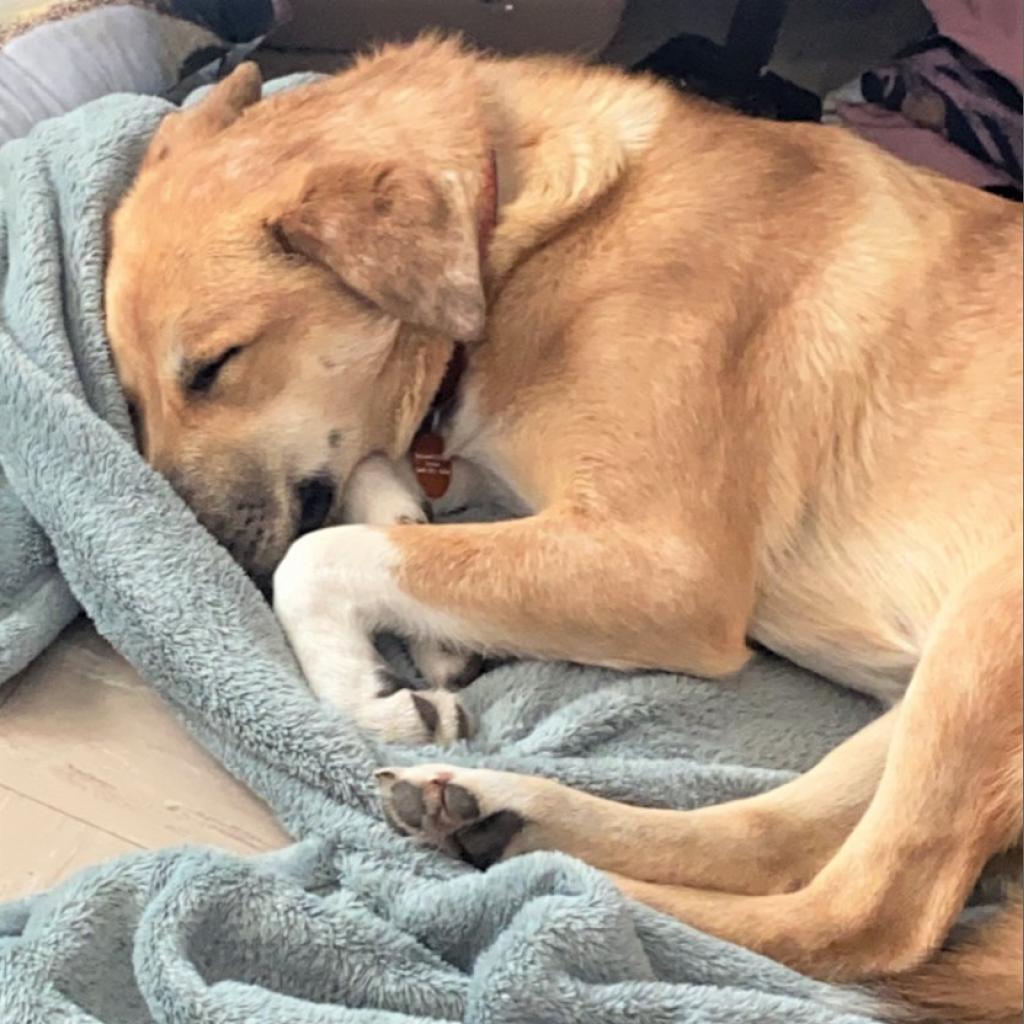 Princess, a Adoptable mixed breed image 2/2