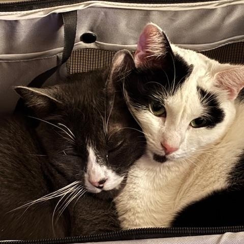 Cal, an adoptable Domestic Short Hair in Eugene, OR image 2/6