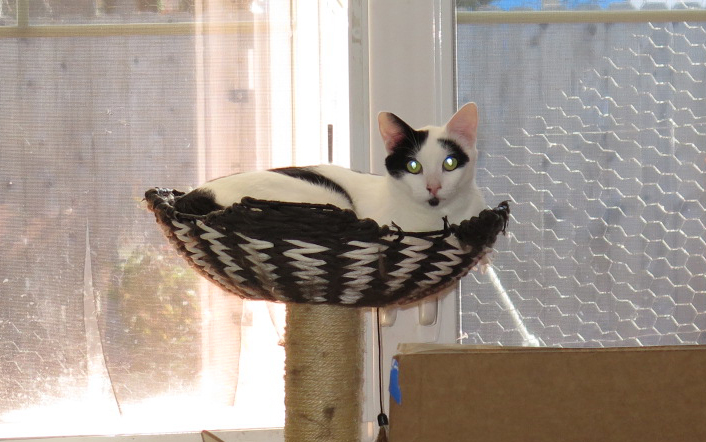 Cal, an adoptable Domestic Short Hair in Eugene, OR image 3/6