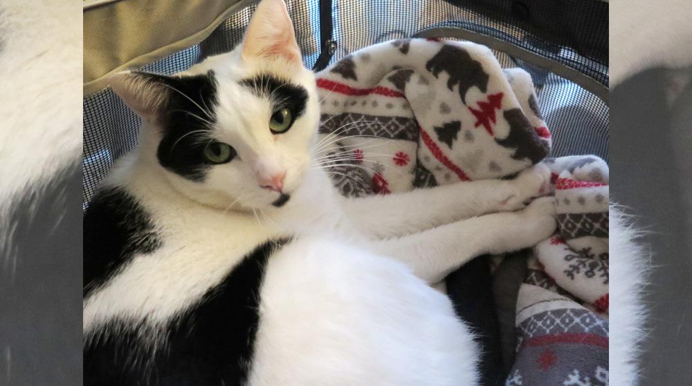 Cal, adoptable, Adult Male Domestic Short Hair.