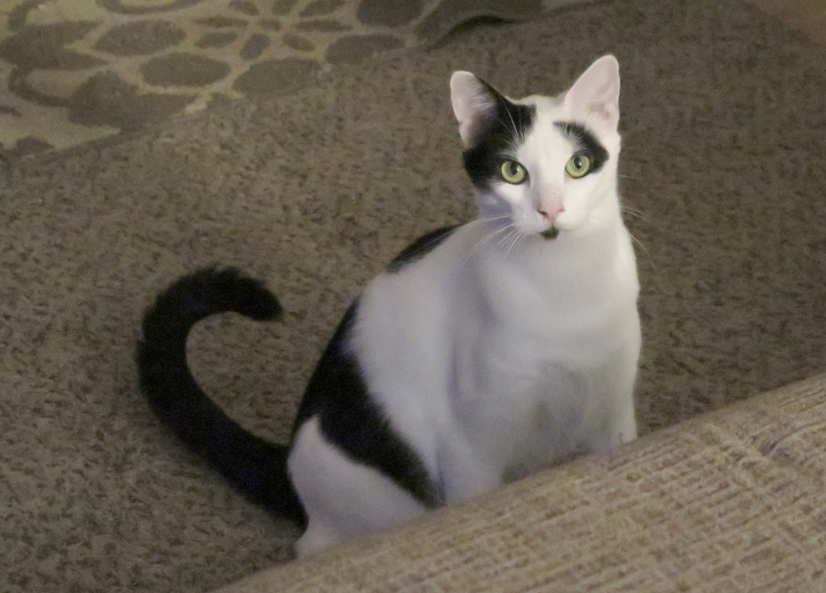Cal, an adoptable Domestic Short Hair in Eugene, OR image 4/6