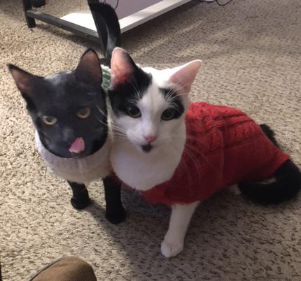 Cal, an adoptable Domestic Short Hair in Eugene, OR image 5/6