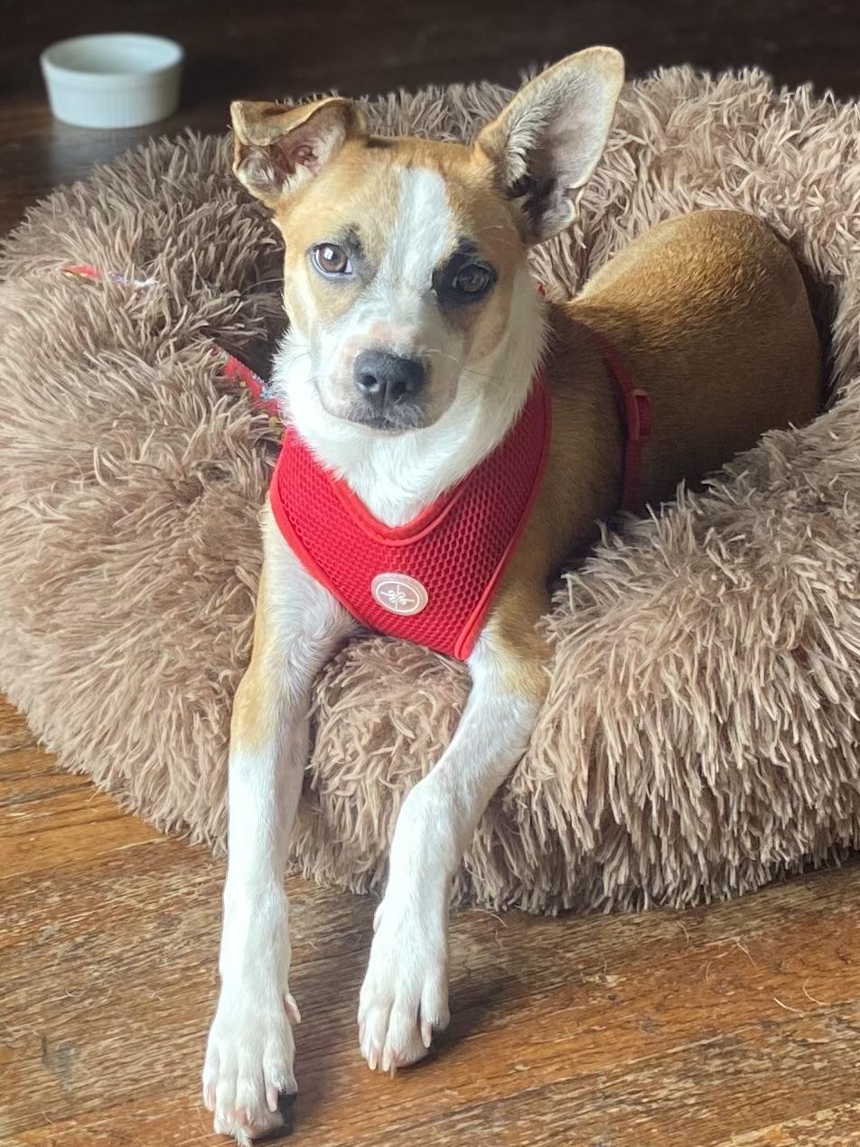 Copper, Adoptable, Puppy Male Jack Russell Terrier & Chihuahua.