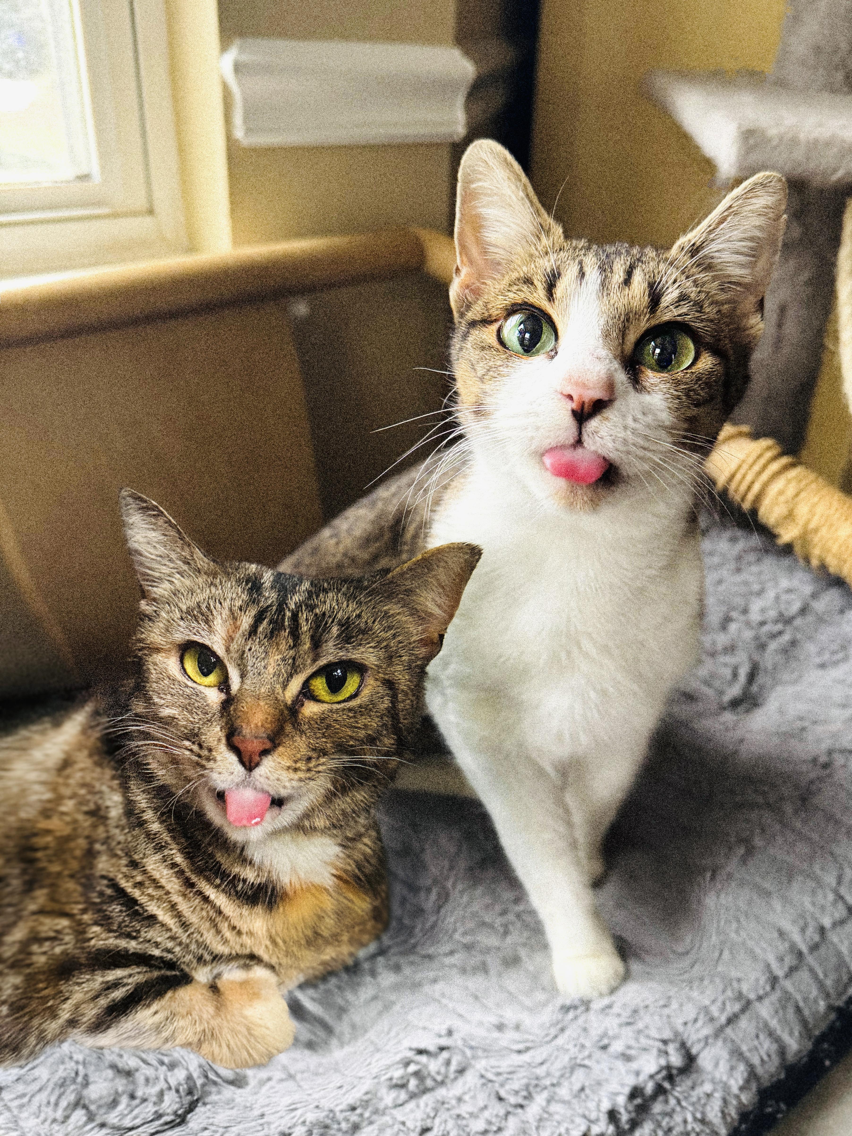 Tiger & Beaver, Adoptable, Adult Female Domestic Short Hair & Torbie.