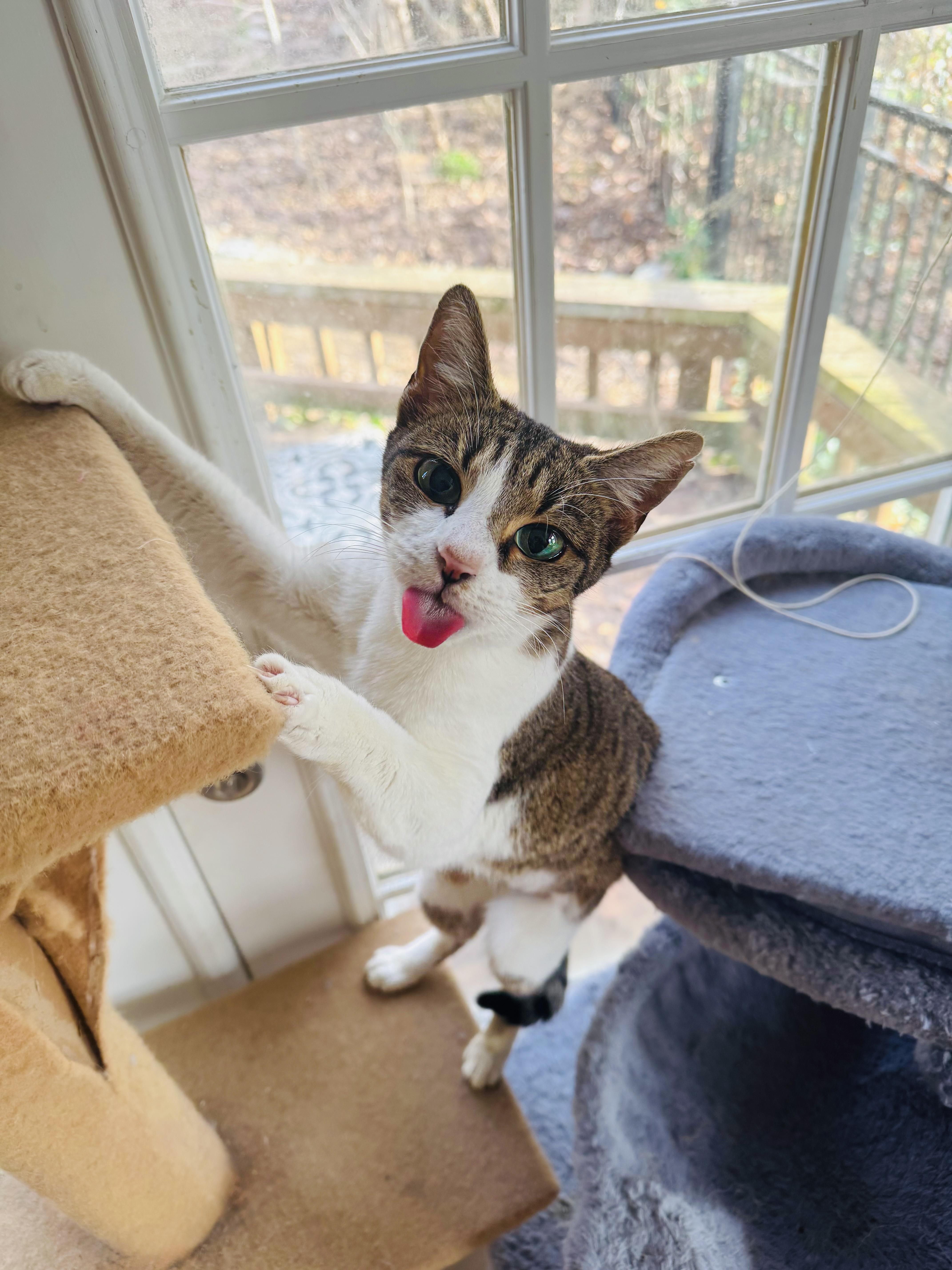 Enlarge Tiger & Beaver, a Adoptable mixed breed in Mooresville, NC image 5/5