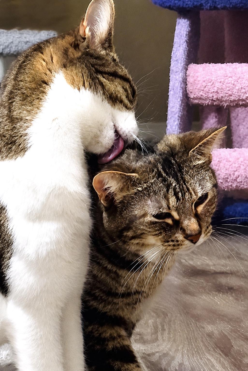 Enlarge Tiger & Beaver, a Adoptable mixed breed in Mooresville, NC image 2/5