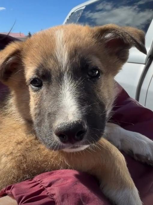 Enlarge Alison Krauss, an adopted Mixed Breed in Wilsall, MT image 1/1