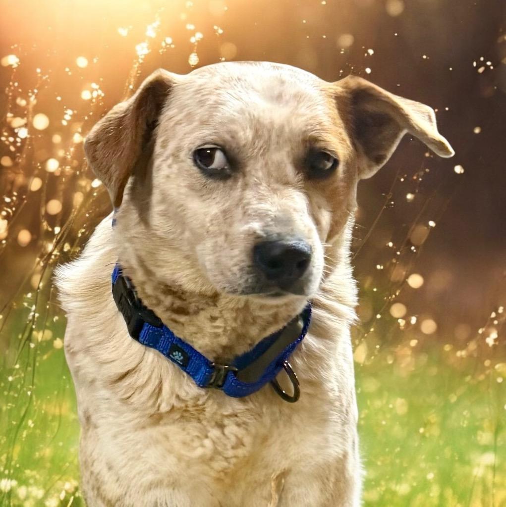 Bobbi, a Adoptable mixed breed in Crossville, TN image 2/6