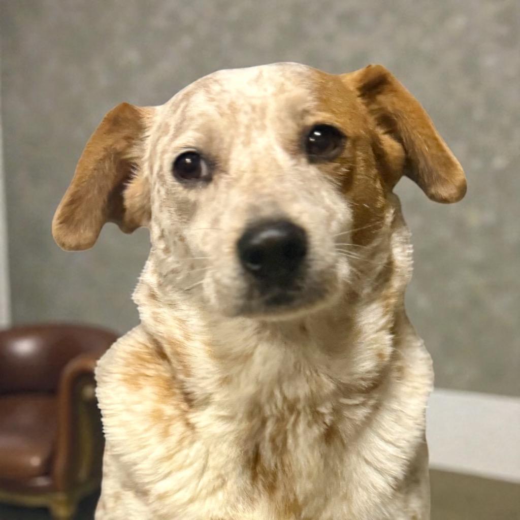 Bobbi, a Adoptable mixed breed in Crossville, TN image 4/6