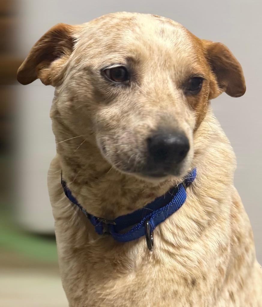 Bobbi, a Adoptable mixed breed in Crossville, TN image 5/6