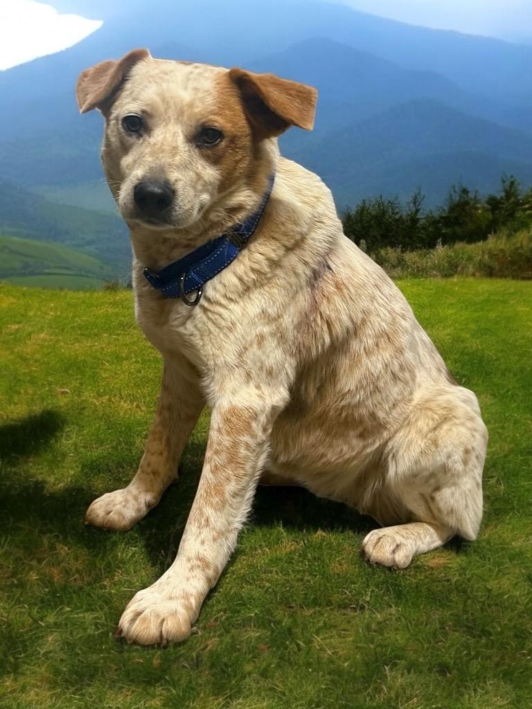 Bobbi, a Adoptable mixed breed in Crossville, TN image 6/6