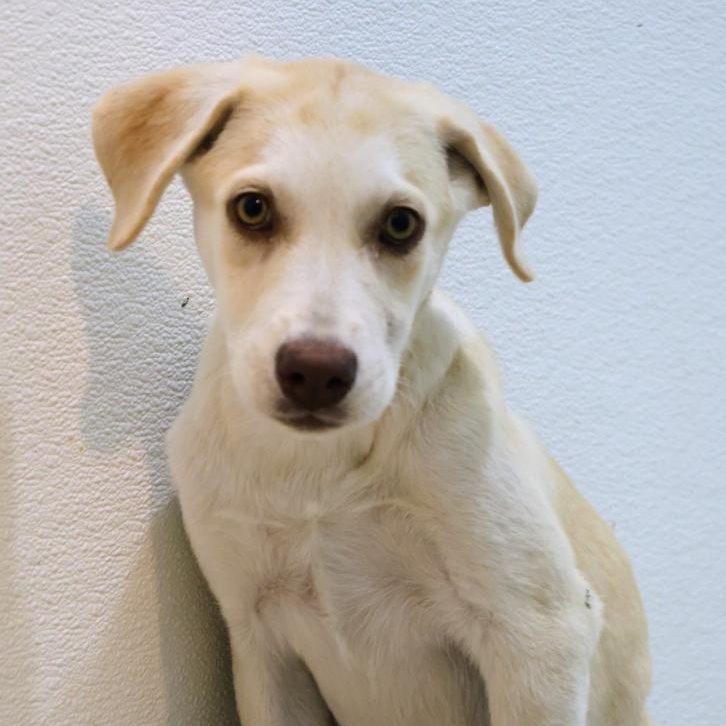 Enlarge Belle, a Adoptable mixed breed in Mansfield, TX image 3/5