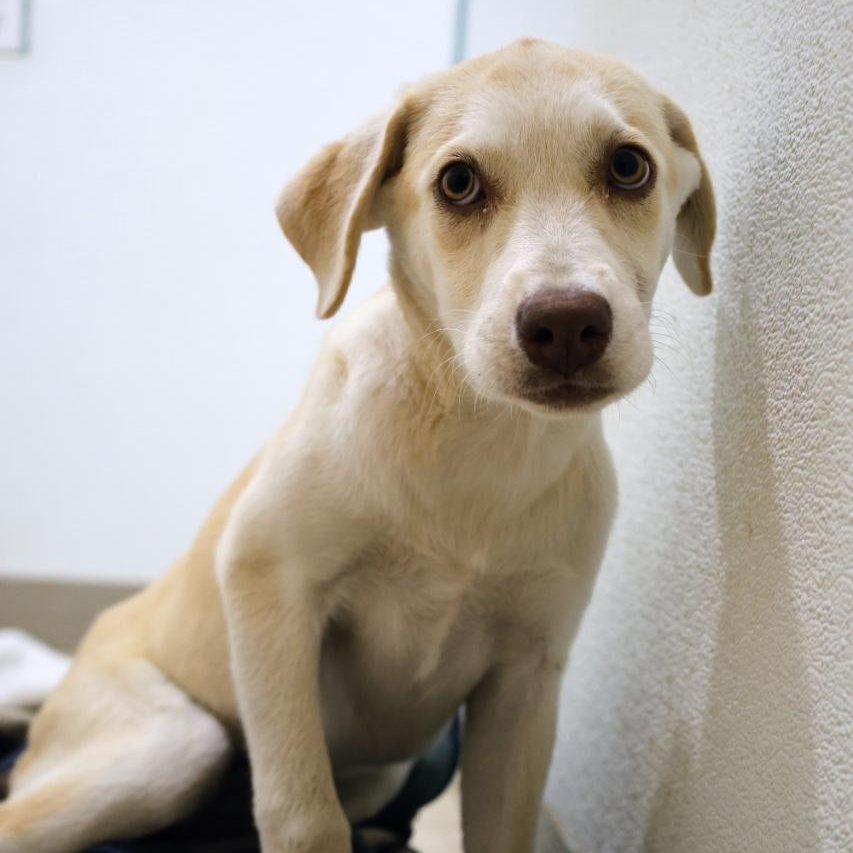 Enlarge Belle, a Adoptable mixed breed in Mansfield, TX image 5/5