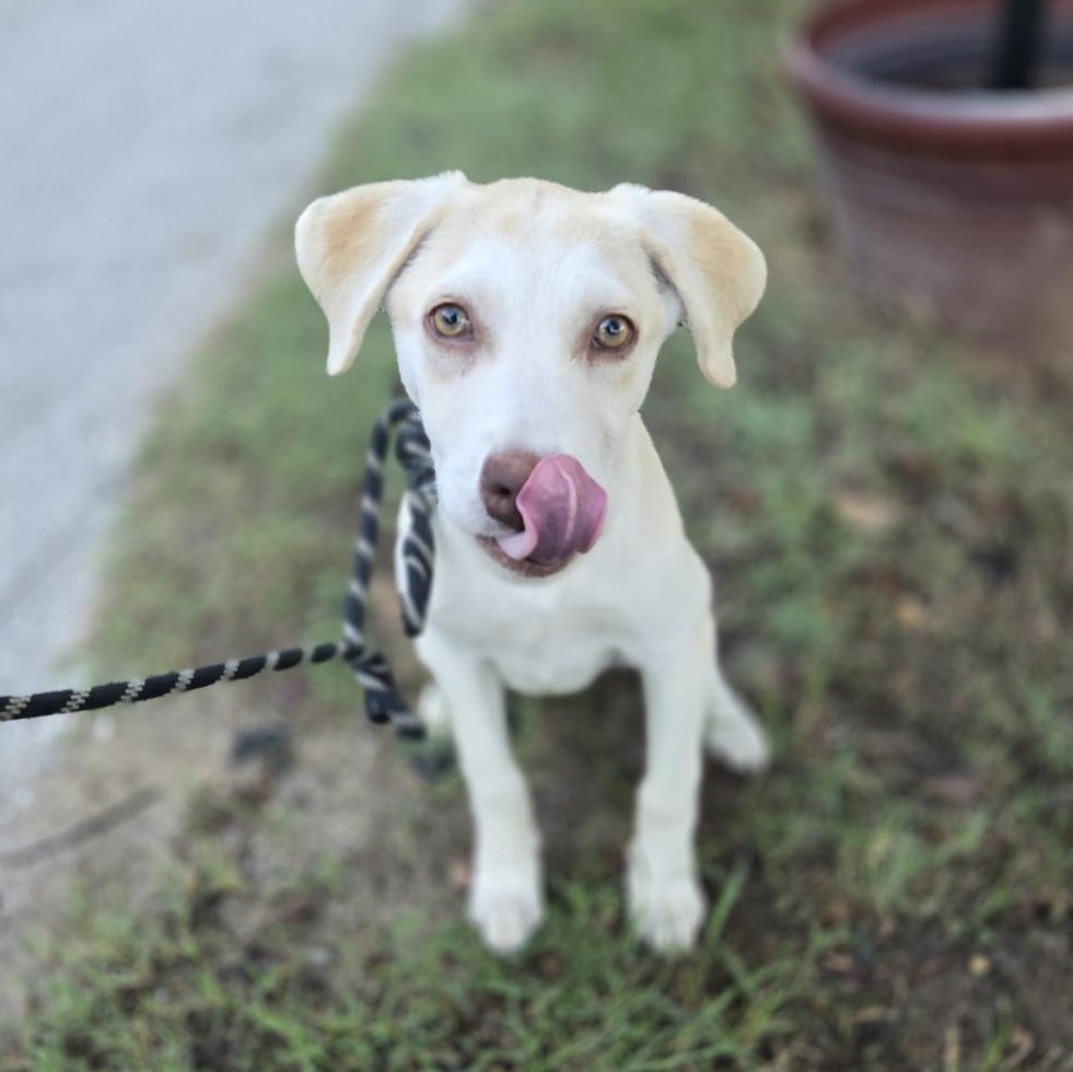 Enlarge Belle, a Adoptable mixed breed in Mansfield, TX image 2/5