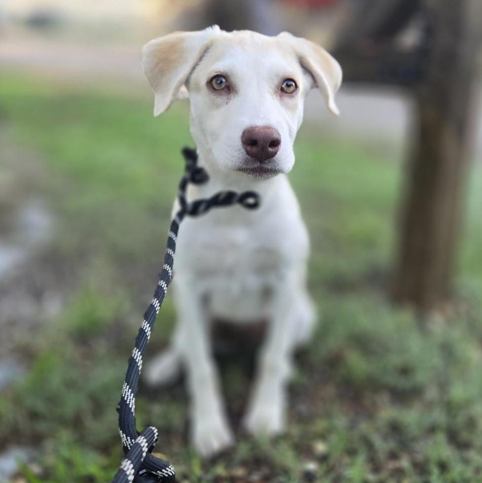Belle, Adoptable, Puppy Female Labrador Retriever.