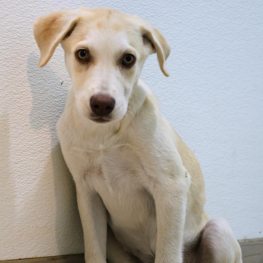 Enlarge Belle, a Adoptable mixed breed in Mansfield, TX image 4/5