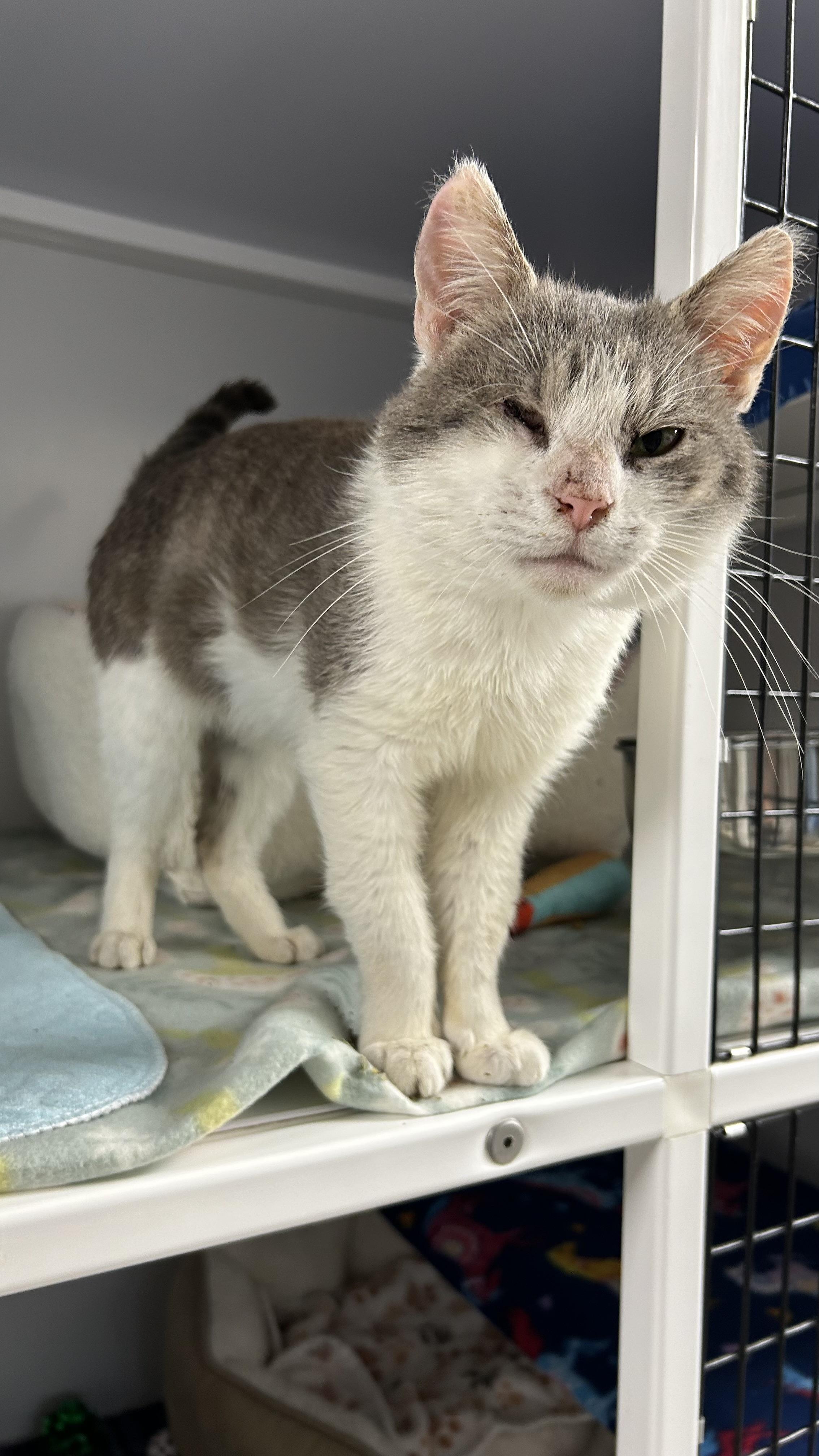 Nimbus, ADOPTABLE, Adult Male Domestic Short Hair.