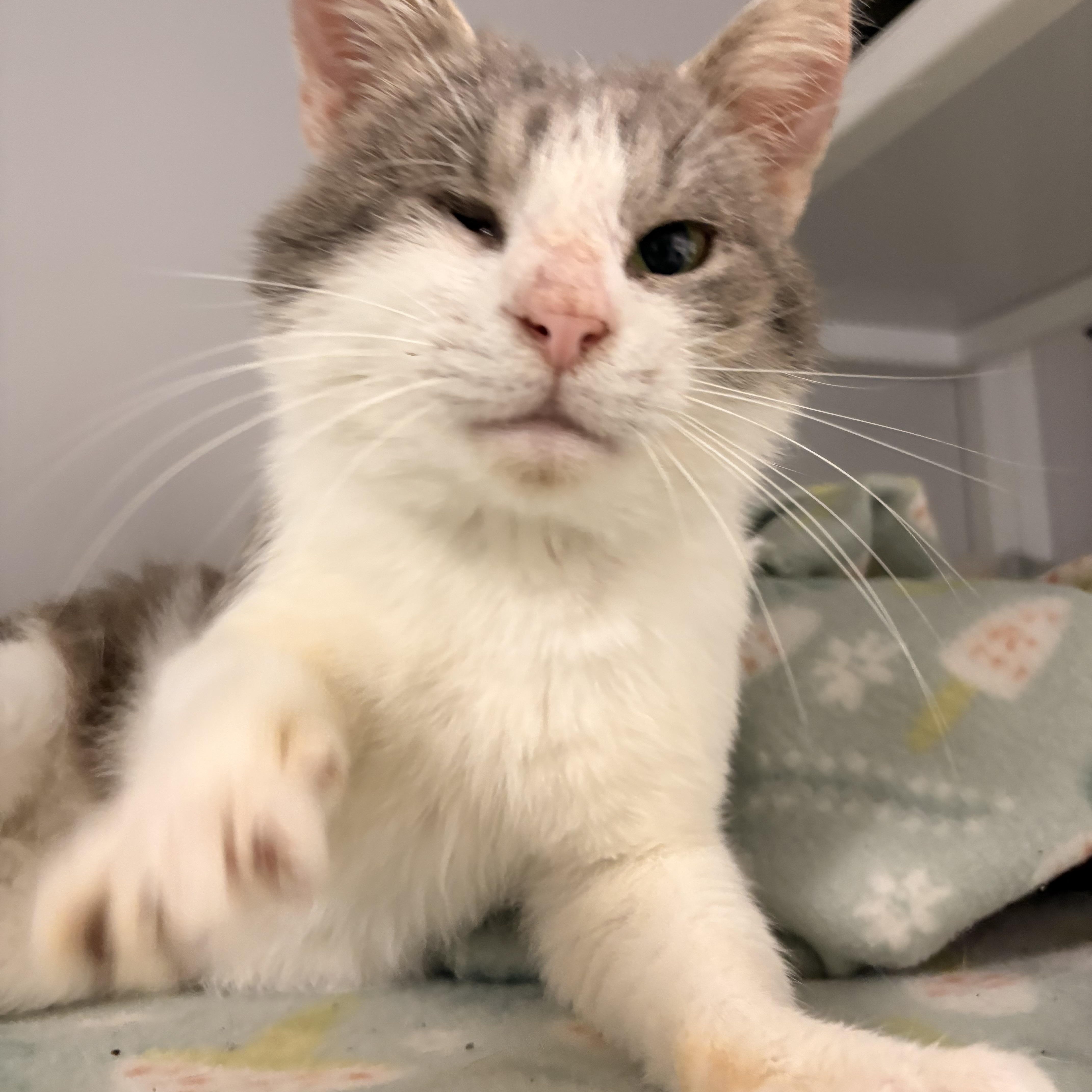 Enlarge Nimbus, a ADOPTABLE Domestic Short Hair in White Oak, PA image 2/4