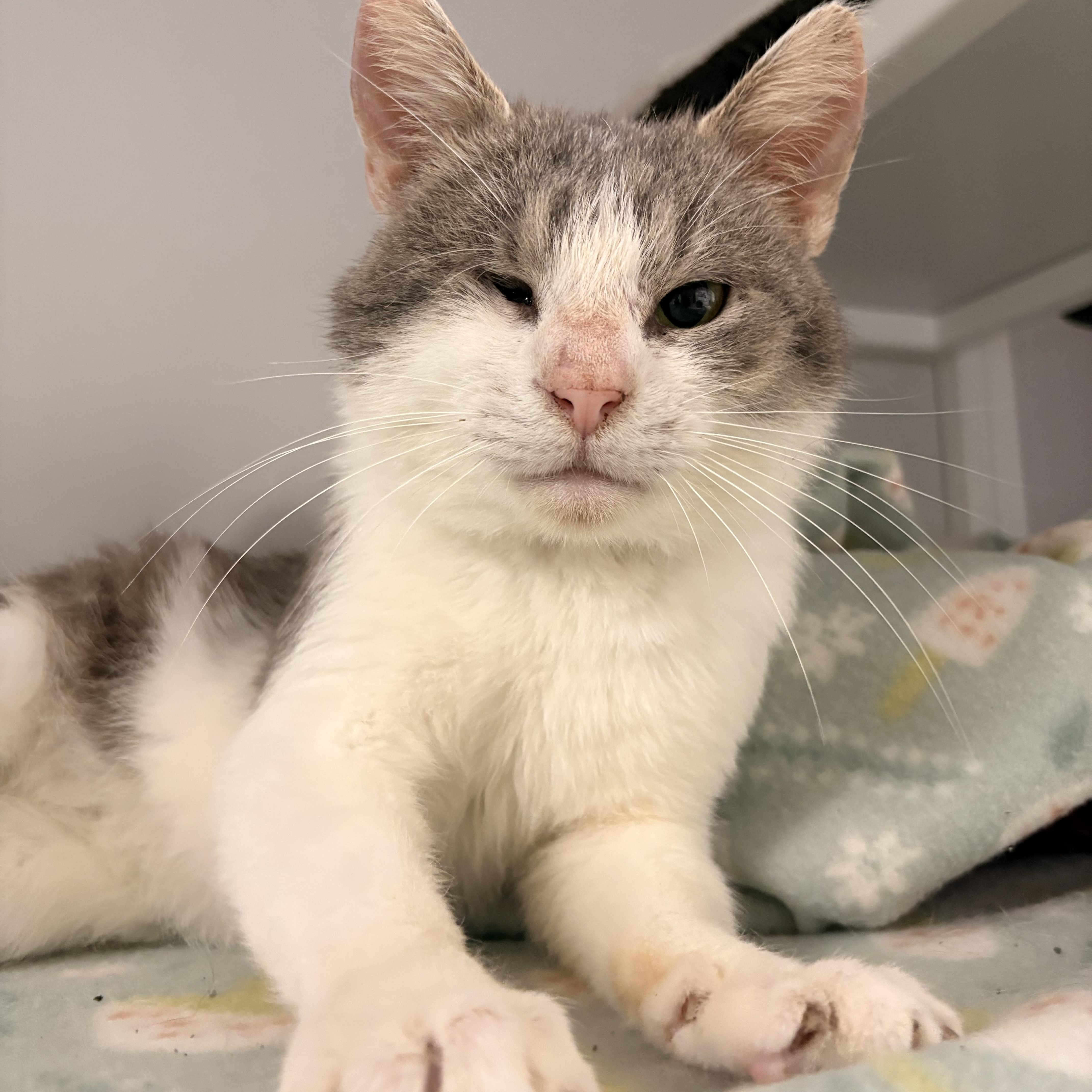 Enlarge Nimbus, a ADOPTABLE Domestic Short Hair in White Oak, PA image 3/4