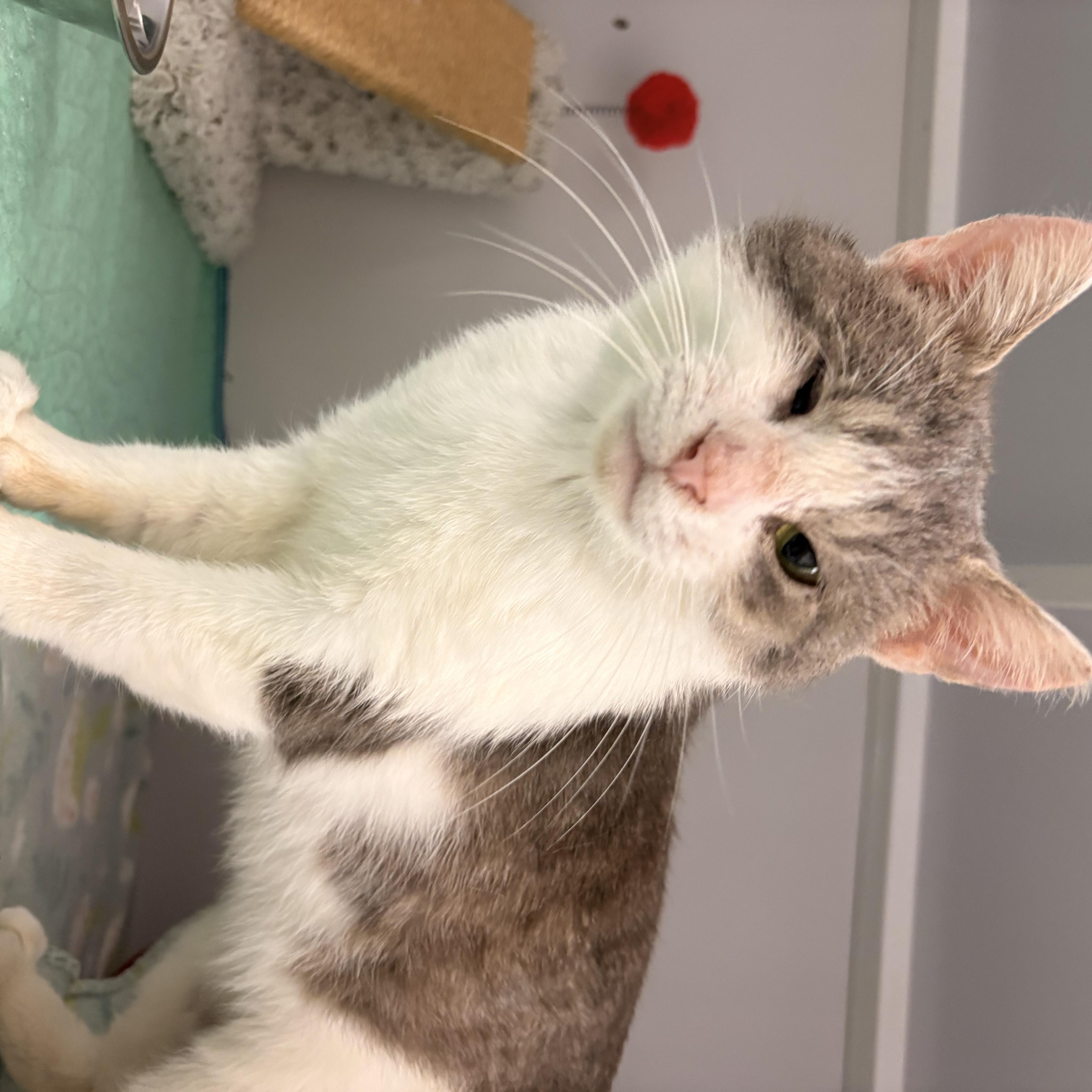 Enlarge Nimbus, a ADOPTABLE Domestic Short Hair in White Oak, PA image 4/4