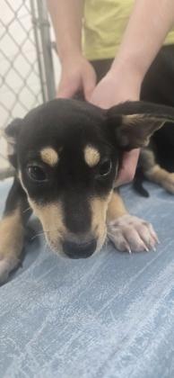 Mel, Adoptable, Puppy Female Terrier & Mixed Breed.